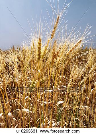 Field of wheat ready for harvest against blue sky. View Large Photo Image Stock Image - Field of wheat ready for harvest against blue sky.. Fotosearch