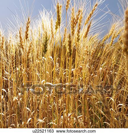 Field of wheat ready for harvest against blue sky View Large Photo Image Stock Image - Field of wheat ready for harvest against blue sky. Fotosearch