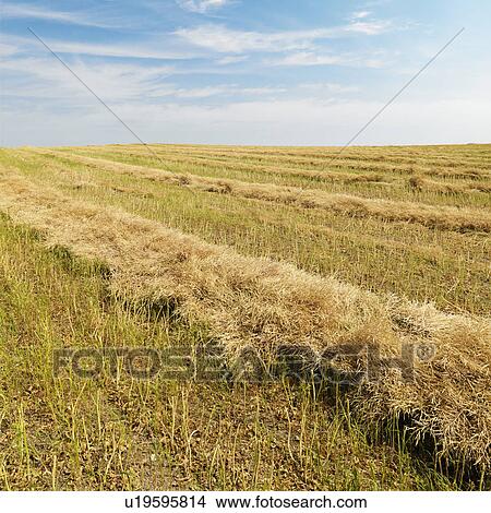 Picture - Flax plant crop during harvest in the American midwest.. Fotosearch
