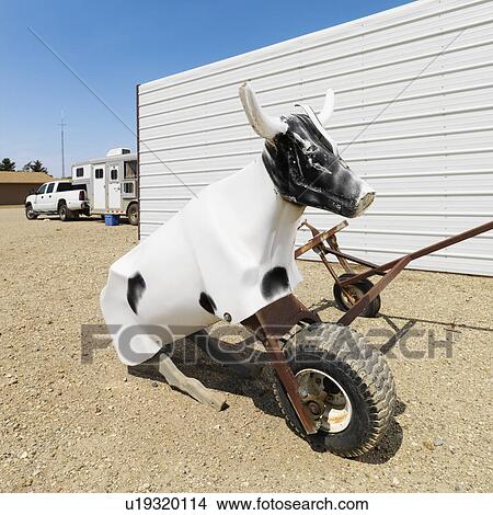 Practice lasso cow dummy on ranch. View Large Photo Image Picture - Practice lasso cow dummy on ranch.. Fotosearch