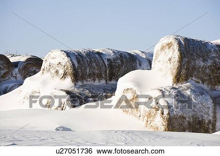 Stock Photograph - Snow covered pile of hay bales.. Fotosearch