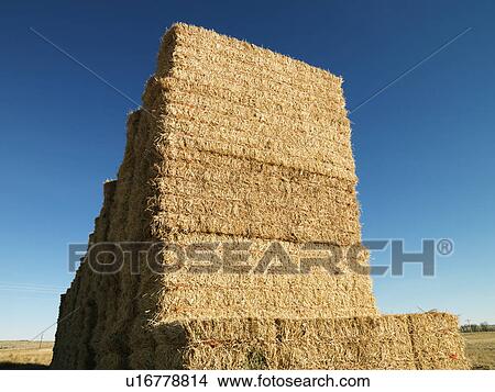 Picture - Stack of bales of hay in rural setting. Fotosearch