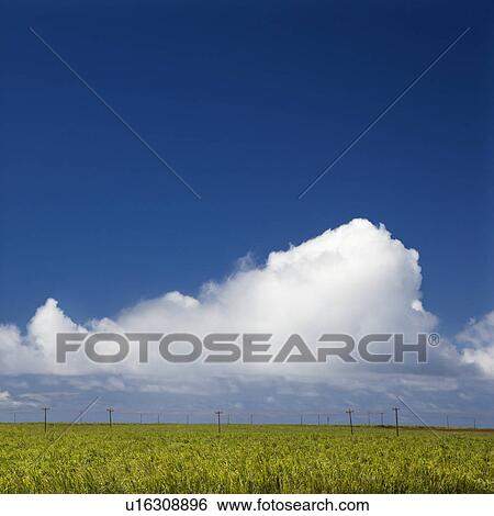 Stock Photograph - Sugarcane crop field in Maui, Hawaii.. Fotosearch
