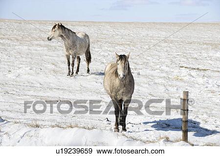 Two horses in snowy pasture behind fence. View Large Photo Image Stock Photo - Two horses in snowy pasture behind fence.. Fotosearch