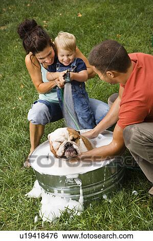 Stock Photograph - Caucasian family with toddler son giving English Bulldog a bath outdoors.. Fotosearch