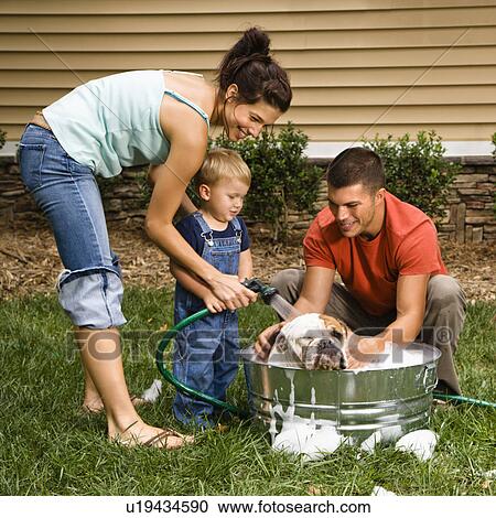 Stock Image - Family washing English Bulldog. Fotosearch
