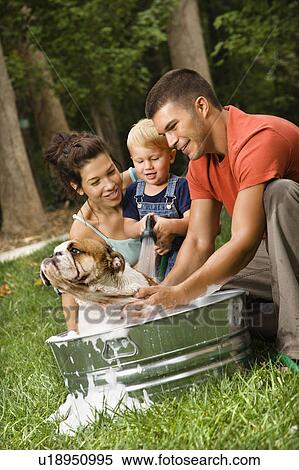 Family with toddler giving English Bulldog a bath View Large Photo Image Stock Photography - Family with toddler giving English Bulldog a bath. Fotosearch