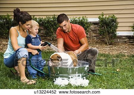Family with toddler son giving English Bulldog a bath outdoors View Large Photo Image Stock Image - Family with toddler son giving English Bulldog a bath outdoors. Fotosearch
