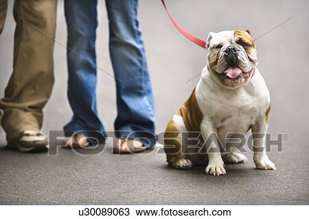 Stock Image - Legs of Caucasian couple with English Bulldog on leash.. Fotosearch