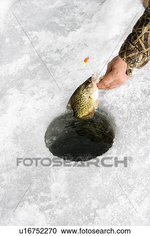 Stock Image - Male hand pulling sunfish out of hole in frozen Green Lake in Minnesota. Fotosearch