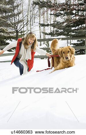 Woman being pulled through the snow by a Golden Retriever View Large Photo Image Stock Image - Woman being pulled through the snow by a Golden Retriever. Fotosearch