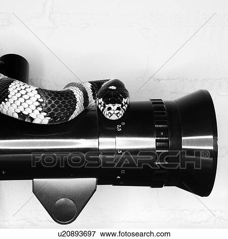 Stock Photo - California Kingsnake on old movie camera lens. Fotosearch