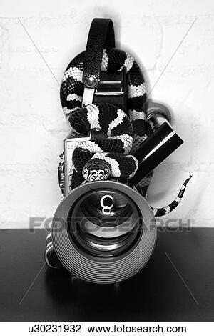 California Kingsnake wrapped around old movie camera View Large Photo Image Stock Image - California Kingsnake wrapped around old movie camera. Fotosearch