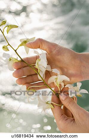 Picture - Woman's hand holding white orchid flowers. Fotosearch