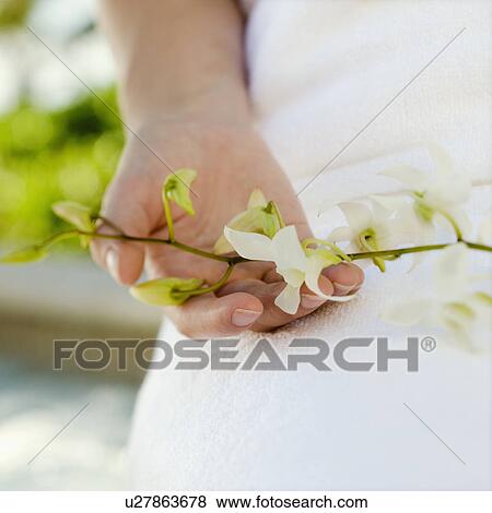Woman's hand holding white orchids View Large Photo Image Stock Photo - Woman's hand holding white orchids. Fotosearch