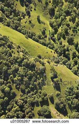 Aerial landscape with grassy pastures and trees. View Large Photo Image Stock Photo - Aerial landscape with grassy pastures and trees.. Fotosearch
