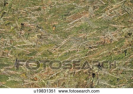 Stock Image - Aerial of clear cut landscape with cut trees on ground, USA. Fotosearch