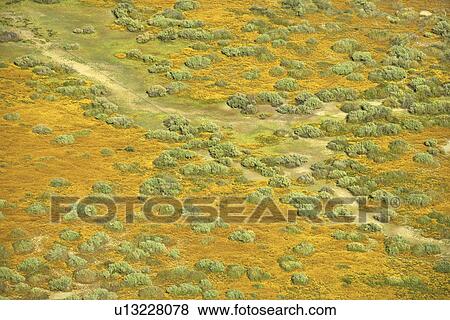 Aerial of green grassland and low growing shrubs with path in rural California, USA. View Large Photo Image Stock Photo - Aerial of green grassland and low growing shrubs with path in rural California, USA.. Fotosearch
