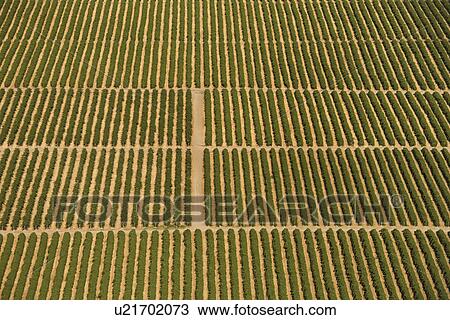 Aerial view of farmland with rows of crops. View Large Photo Image Stock Image - Aerial view of farmland with rows of crops.. Fotosearch