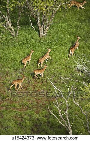 Aerial view of herd of running axis deer in Maui, Hawaii. View Large Photo Image Stock Image - Aerial view of herd of running axis deer in Maui, Hawaii.. Fotosearch