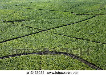 Aerial view of irrigated sugarcane crops in Maui, Hawaii View Large Photo Image Stock Image - Aerial view of irrigated sugarcane crops in Maui, Hawaii. Fotosearch