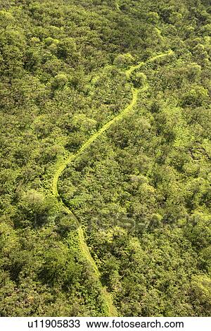 Stock Image - Off-road trail through green forest in Maui, Hawaii. Fotosearch
