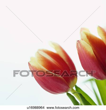 Close up of variegated red and yellow tulips View Large Photo Image Picture - Close up of variegated red and yellow tulips. Fotosearch