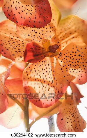 Stock Image - Detail shot of artificial orchid.. Fotosearch