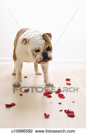 English Bulldog with red rose petals on floor. View Large Photo Image Stock Image - English Bulldog with red rose petals on floor.. Fotosearch