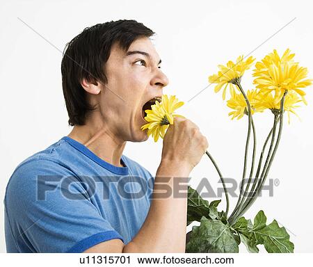 Man eating bouquet of yellow gerbera daisies. View Large Photo Image Stock Image - Man eating bouquet of yellow gerbera daisies.. Fotosearch