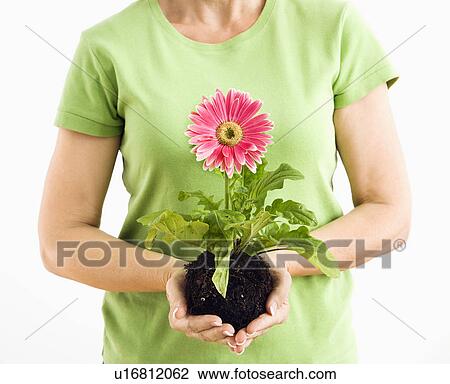 Portrait of woman standing holding pink gerbera daisy plant. View Large Photo Image Stock Image - Portrait of woman standing holding pink gerbera daisy plant.. Fotosearch