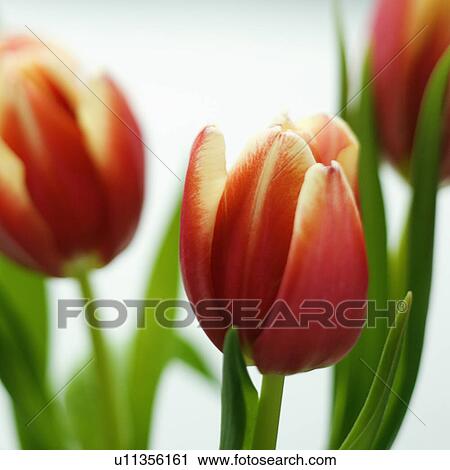 Red and yellow tulip flowers View Large Photo Image Stock Image - Red and yellow tulip flowers. Fotosearch