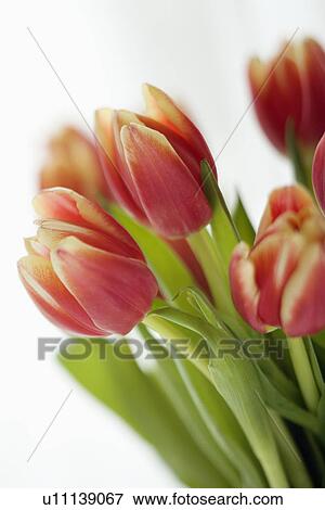 Red and yellow tulip flowers View Large Photo Image Stock Photo - Red and yellow tulip flowers. Fotosearch