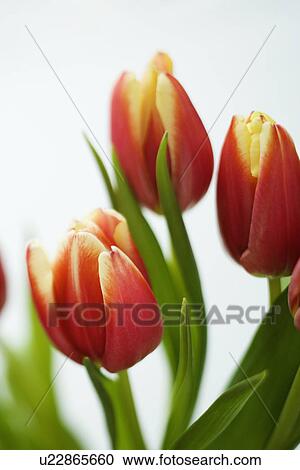 Stock Image - Variegated red and yellow tulip flowers. Fotosearch