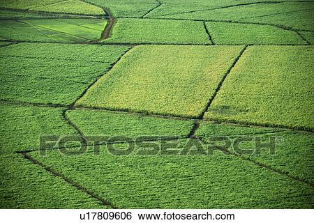 Stock Photograph - Aerial of sugarcane crops in Maui, Hawaii. Fotosearch