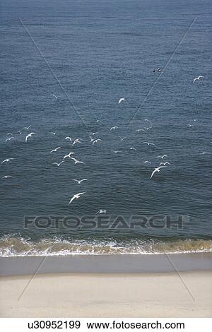 Aerial view of flock of seagulls in flight over beach. View Large Photo Image Stock Photo - Aerial view of flock of seagulls in flight over beach.. Fotosearch