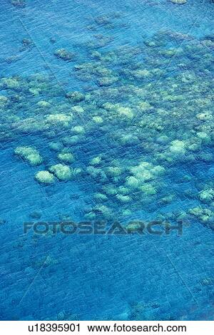 High angle view of coral reef seen through clear blue water on Maui, Hawaii View Large Photo Image Stock Image - High angle view of coral reef seen through clear blue water on Maui, Hawaii. Fotosearch