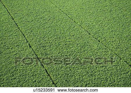Sugarcane crop in Maui, Hawaii. View Large Photo Image Stock Image - Sugarcane crop in Maui, Hawaii.. Fotosearch