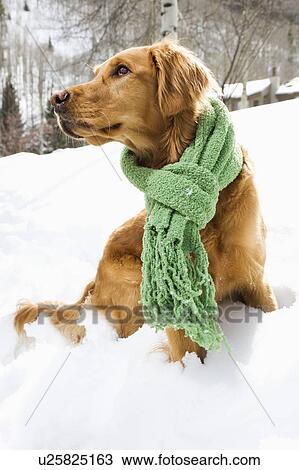 Golden Retriever in snow wearing green scarf View Large Photo Image Stock Image - Golden Retriever in snow wearing green scarf. Fotosearch