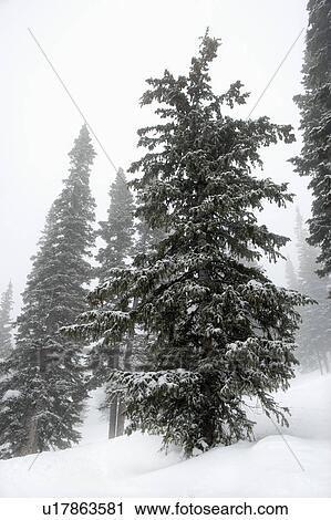 Snow covered pine trees in fog. View Large Photo Image Stock Image - Snow covered pine trees in fog.. Fotosearch