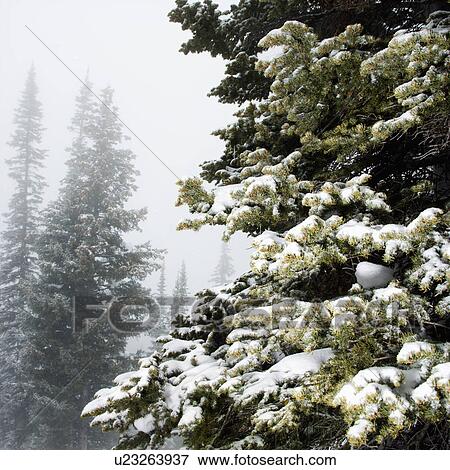 Snow covered pine trees in fog. View Large Photo Image Stock Photo - Snow covered pine trees in fog.. Fotosearch