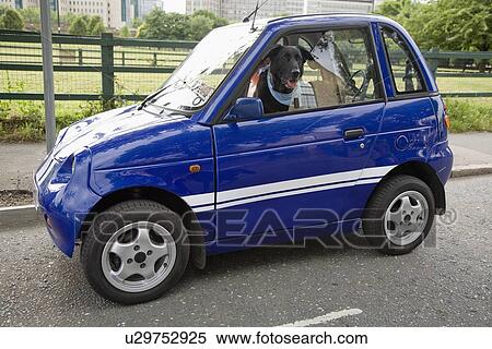 Dog panting in electric car View Large Photo Image Stock Photography - Dog panting in electric car. Fotosearch