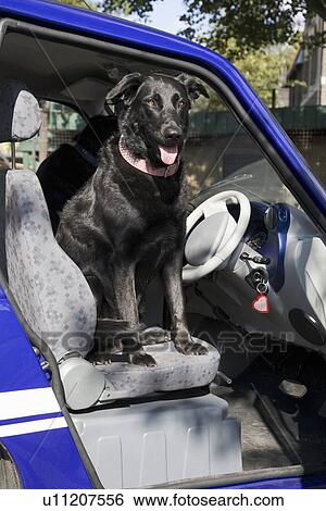Stock Photograph - Dog panting on seat of electric car. Fotosearch