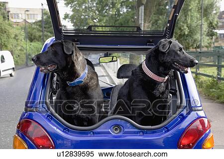 Stock Photography - Dogs panting in boot of electric car. Fotosearch