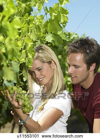 Stock Image - Woman looking at grapes on vine. Fotosearch