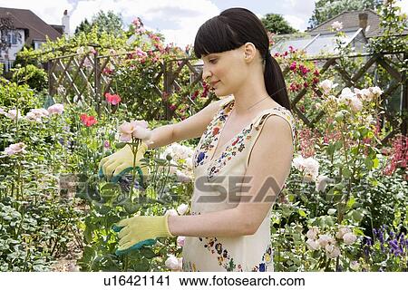 Woman cutting rose from rosebush View Large Photo Image Stock Image - Woman cutting rose from rosebush. Fotosearch