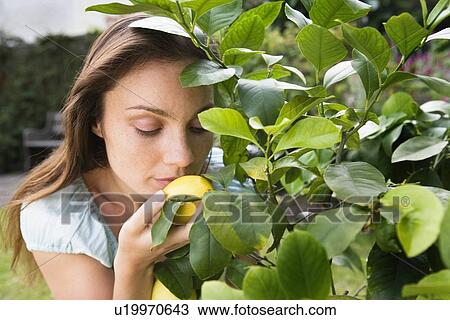 Stock Image - Woman smelling lemon on lemon tree. Fotosearch