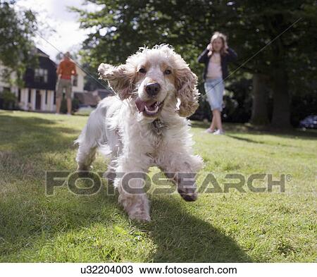 Dog running towards camera View Large Photo Image Stock Image - Dog running towards camera. Fotosearch