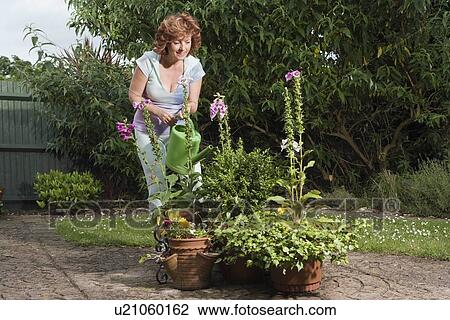 Mature woman watering plants View Large Photo Image Stock Image - Mature woman watering plants. Fotosearch