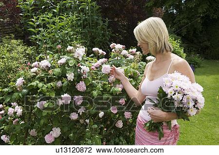 Stock Image - Woman looking at roses in garden. Fotosearch